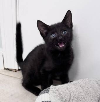 Lugosi -  Domestic Short Hair Cat for Adoption in Seymour, Tennessee - Lugosi | PetCurious
