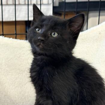 Colin -  Domestic Short Hair Cat for Adoption in Blackfoot, Idaho - Colin | PetCurious