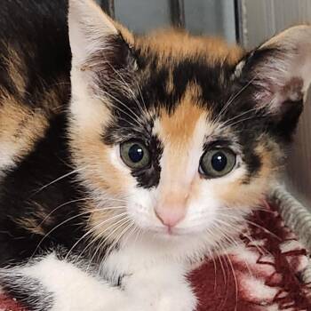 Kiara K45757 -  Domestic Short Hair Cat for Adoption in Corsicana, Texas - Kiara K45757 | PetCurious