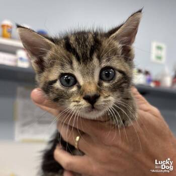 Domestic Short Hair Cats Available for Adoption in Washington, District Of Columbia - Isgette | PetCurious