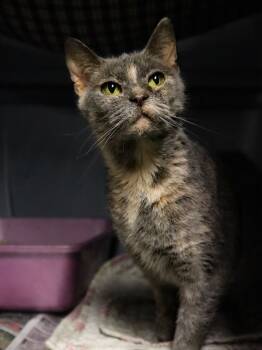 Rescue Dilute Tortoiseshell and Tortoiseshell Cats for Adoption in Apollo, Pennsylvania - Tilly | PetCurious