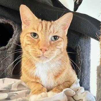 Rescue Domestic Short Hair Cats for Adoption in New Port Richey, Florida - Peach | PetCurious