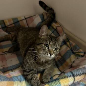 Tig -  Domestic Short Hair Cat for Adoption in Chicago, Illinois - Tig | PetCurious