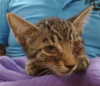 TARO -  Domestic Short Hair Cat for Adoption in Doral, Florida - TARO | PetCurious