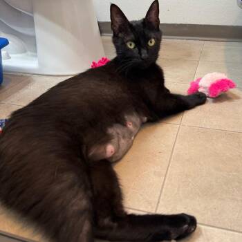 Domestic Short Hair Cats Available for Adoption in Keizer, Oregon - Raven | PetCurious