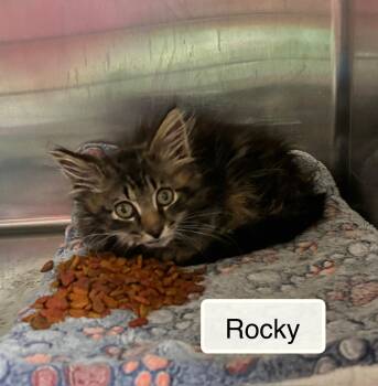 Rocky -  Domestic Long Hair Cat for Adoption in Ellicott City, Maryland - Rocky | PetCurious