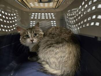 Rescue Domestic Medium Hair Cats for Adoption in Casper, Wyoming - IRIS | PetCurious