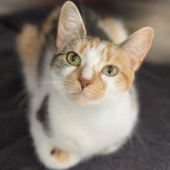 Nancy -  Domestic Short Hair Cat for Adoption in Ridgely, Maryland - Nancy | PetCurious