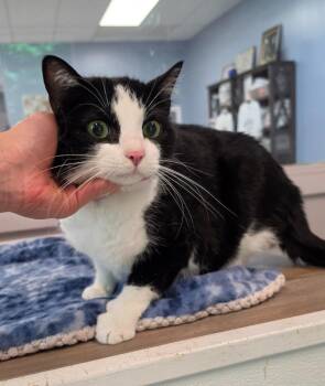 Miss Penny -  Domestic Short Hair Cat for Adoption in Athens, Tennessee - Miss Penny | PetCurious