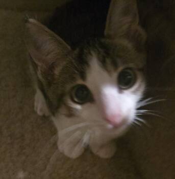 TATER TOT -  Domestic Short Hair and Tabby Cat for Adoption - TATER TOT | PetCurious