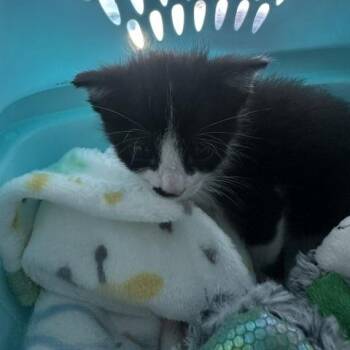Sylvester -  Domestic Short Hair Cat for Adoption in Clearwater, Florida - Sylvester | PetCurious