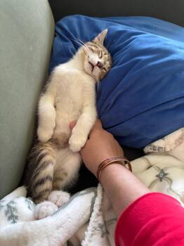 Birdie -  Domestic Short Hair Cat for Adoption in Mokena, Illinois - Birdie | PetCurious