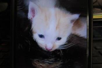 Travis -  Domestic Short Hair Cat for Adoption in West Memphis, Arkansas - Travis | PetCurious