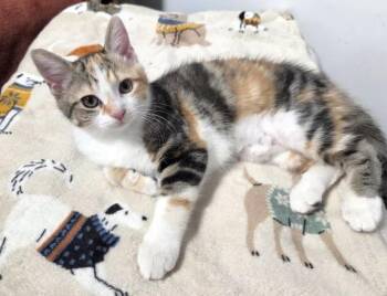 Kali - A A-W -  Domestic Short Hair Cat for Adoption in Greenville, South Carolina - Kali - A A-W | PetCurious
