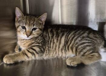 Tap -  Domestic Short Hair Cat for Adoption in Christiansburg, Virginia - Tap | PetCurious