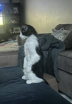 Bettie -  Domestic Medium Hair and Tuxedo Cat for Adoption in Walled Lake, Michigan - Bettie | PetCurious
