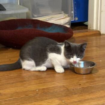 Muade -  Domestic Short Hair Cat for Adoption in Brockton, Massachusetts - Muade | PetCurious
