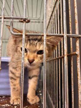 celeste -  Domestic Short Hair Cat for Adoption in Rensselaer, Indiana - Celeste | PetCurious