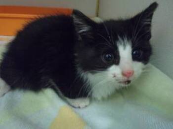 Rescue Domestic Short Hair Cats for Adoption in Princeton, West Virginia - Cortana | PetCurious