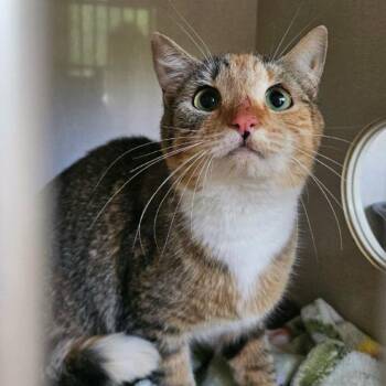 Celery -  Domestic Short Hair Cat for Adoption in Conway, New Hampshire - Celery | PetCurious