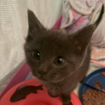 Domestic Short Hair Cats Available for Adoption in Roanoke, Virginia - Turtwig | PetCurious