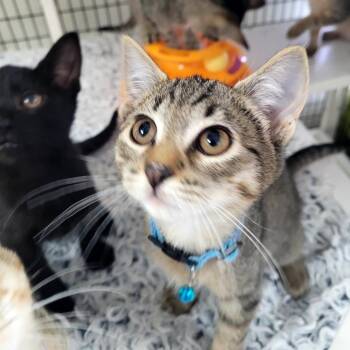 Duke (Blue) -  Domestic Short Hair Cat for Adoption in Belfair, Washington - Duke (Blue) | PetCurious
