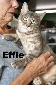 Rescue Tabby Cats for Adoption in Macomb, Illinois - Effie | PetCurious