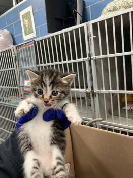 Domestic Short Hair Cats Available for Adoption in Dallas, Texas - ROBIN | PetCurious