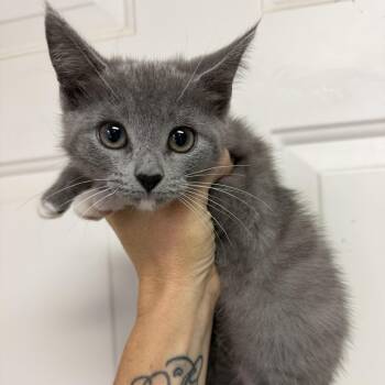 Lemon -  Domestic Short Hair Cat for Adoption in Columbia, South Carolina - Lemon | PetCurious