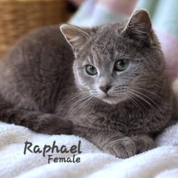 Domestic Short Hair Cats Available for Adoption - Raphael  | PetCurious
