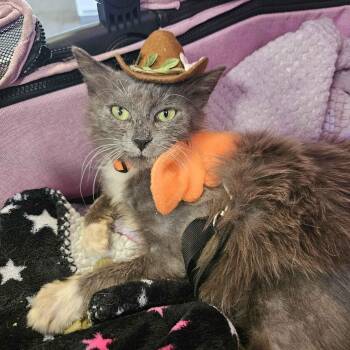 Domestic Long Hair Cats Available for Adoption - Phoenix | PetCurious