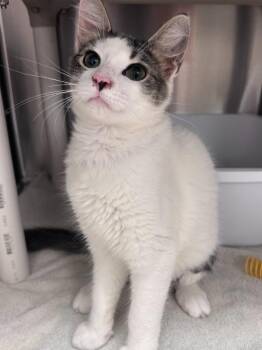Quinn -  Domestic Short Hair Cat for Adoption in Madison, Georgia - Quinn | PetCurious