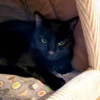 Vogue -  Domestic Short Hair and Tabby Cat for Adoption in Gaithersburg, Maryland - Vogue | PetCurious
