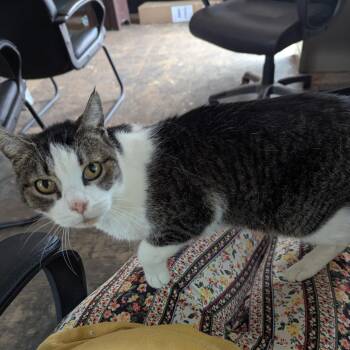 Molly -  Domestic Short Hair Cat for Adoption in Chico, California - Molly | PetCurious
