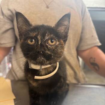 Blueberry -  Domestic Short Hair Cat Available for Adoption in Clanton, Alabama - Blueberry | PetCurious