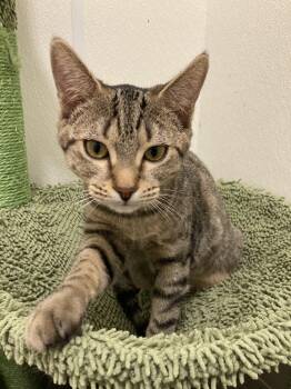 Blood -  Domestic Short Hair Cat for Adoption in Kankakee, Illinois - Blood | PetCurious