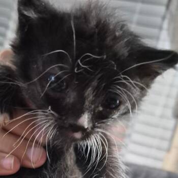 Stripes -  Domestic Short Hair Cat for Adoption in Grantsville, Utah - Stripes | PetCurious