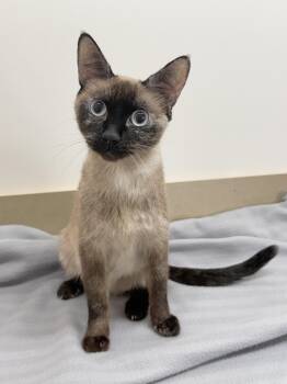 Siamese Cats Available for Adoption in Minneapolis, Minnesota - Rita | PetCurious