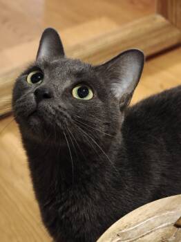 Domestic Short Hair Cats Available for Adoption in New Britain, Connecticut - Bo Chi  | PetCurious