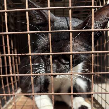Bianca -  Domestic Short Hair Cat for Adoption in Edinburg, Texas - Bianca | PetCurious
