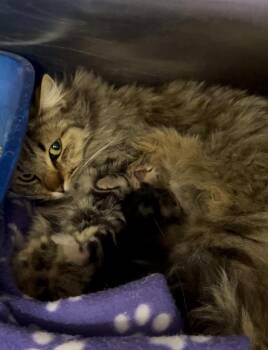 Domestic Short Hair Cats Available for Adoption - Maa | PetCurious