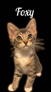 Foxy -  Domestic Short Hair Cat for Adoption in Auburn, California - Foxy | PetCurious