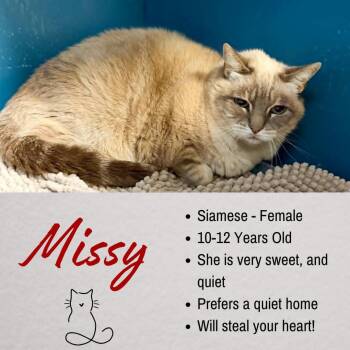 Missy -  Siamese Cat for Adoption in Junction City, Kansas - Missy | PetCurious