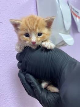 Rescue Domestic Short Hair Cats for Adoption in El Paso, Texas - 59759556 | PetCurious