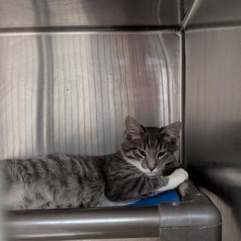 Smeagol -  Domestic Short Hair Cat for Adoption in Falls Church, Virginia - Smeagol | PetCurious