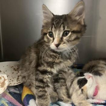 Domestic Medium Hair Cats Available for Adoption in Lakeland, Florida - Keahi | PetCurious