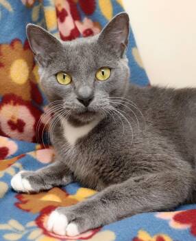 Domestic Short Hair Cats Available for Adoption - Skinny Girl | PetCurious