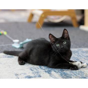 Mac -  Domestic Short Hair Cat for Adoption in Morgan Hill, California - Mac | PetCurious