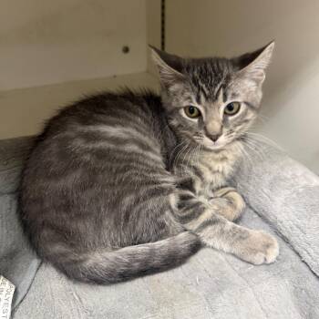Sadie -  Tabby Cat for Adoption in Newberg, Oregon - Sadie | PetCurious