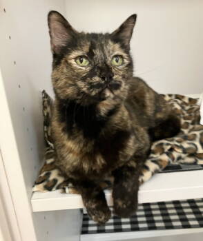 Rescue Tortoiseshell and Domestic Short Hair Cats for Adoption in Dublin, Ohio - Esquire | PetCurious